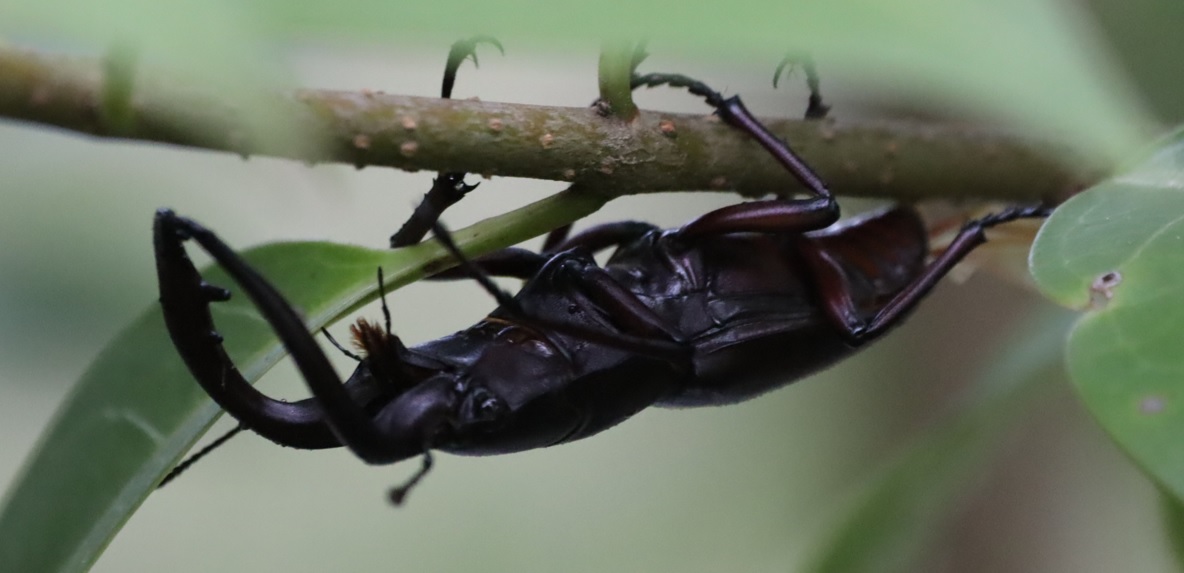 飛翔していた ノコギリクワガタ大歯型♂(2)_川縁のヤナギ_2023年6月５日5時１5分気温17度